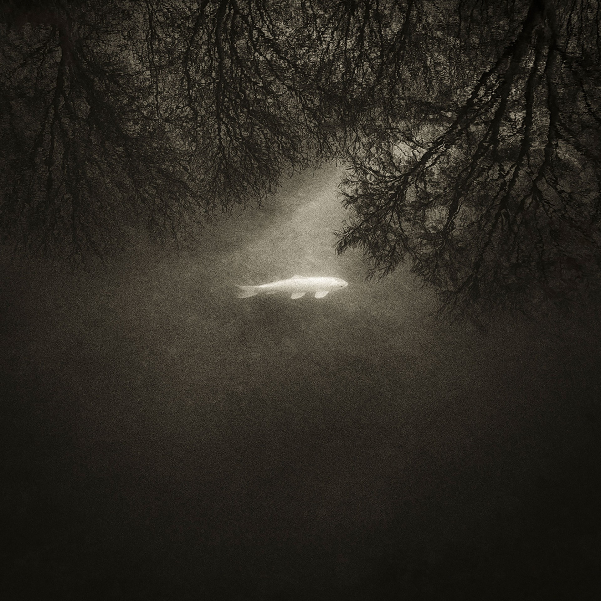 Fabrice Domenet